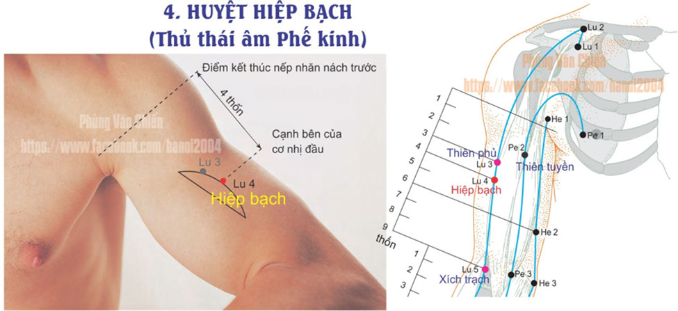 1.4. HIỆP BẠCH