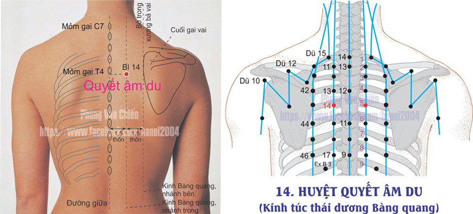 7.14. QUYẾT ÂM DU