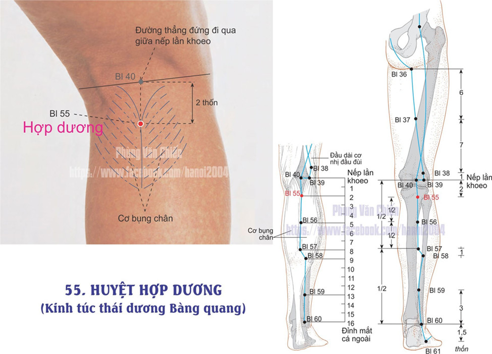 7.55. HỢP DƯƠNG