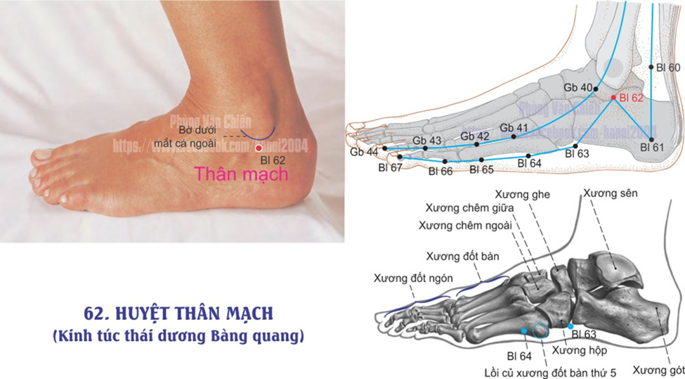 7.62. THÂN MẠCH