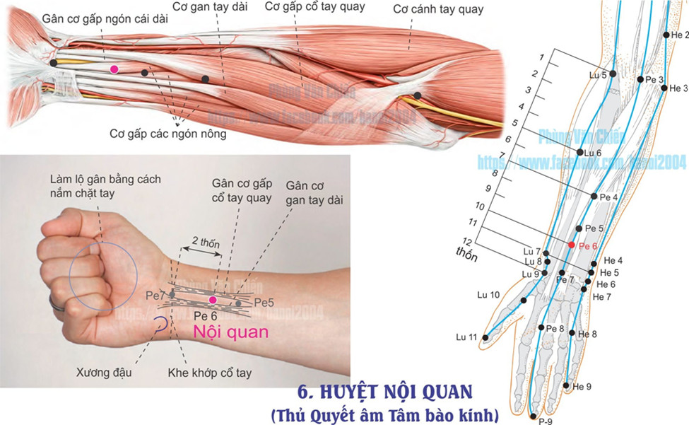 9.6. NỘI QUAN