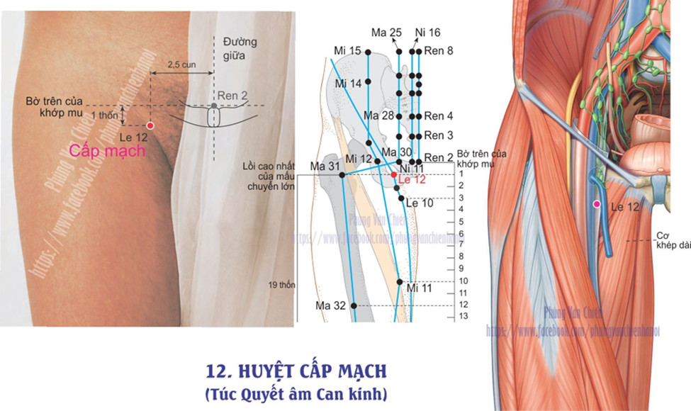 12.12. CẤP MẠCH