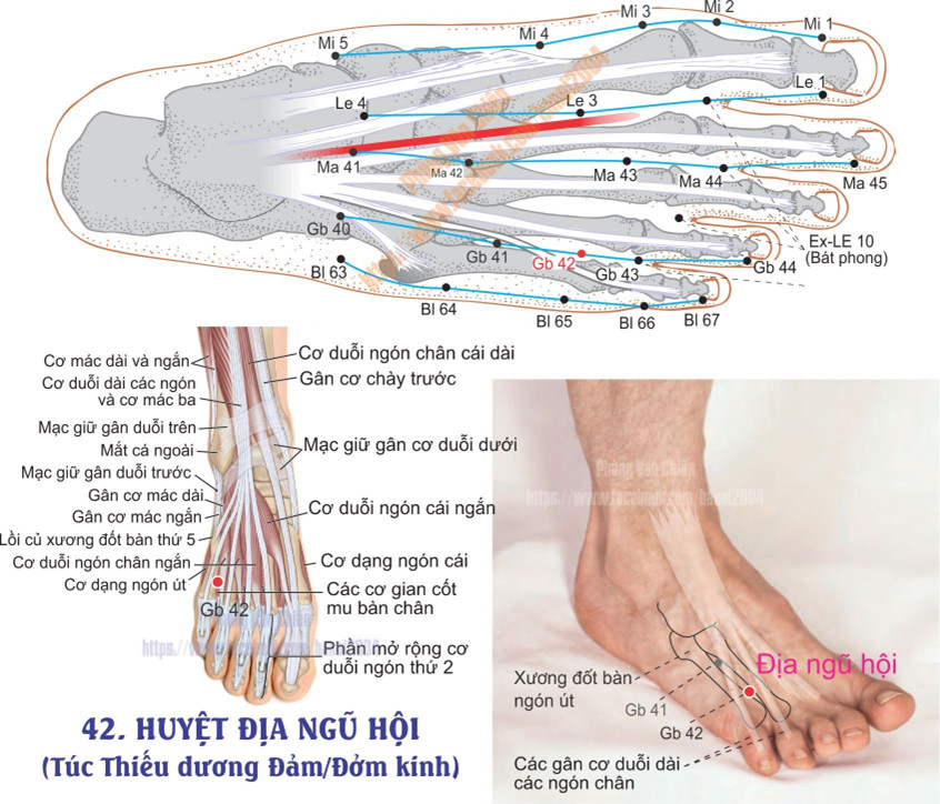 11.42. ĐỊA NGŨ HỘI