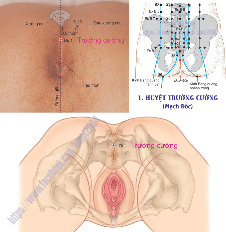 14.1. TRƯỜNG CƯỜNG