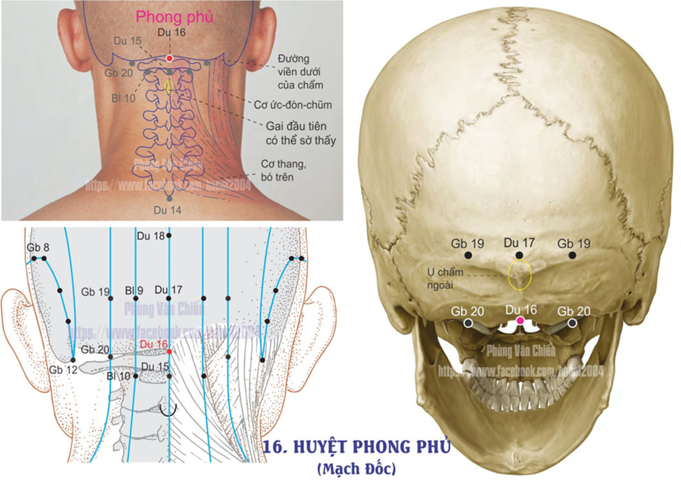 14.16. PHONG PHỦ