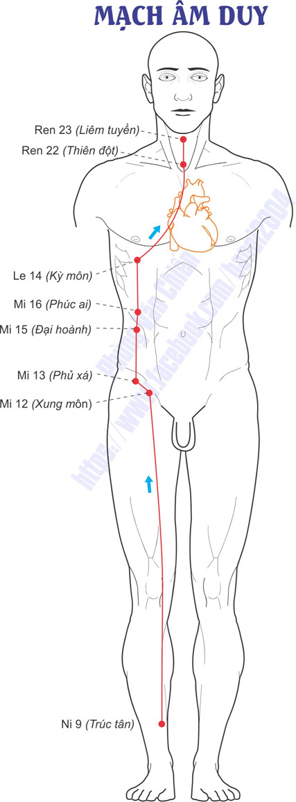 XIX. ÂM DUY MẠCH