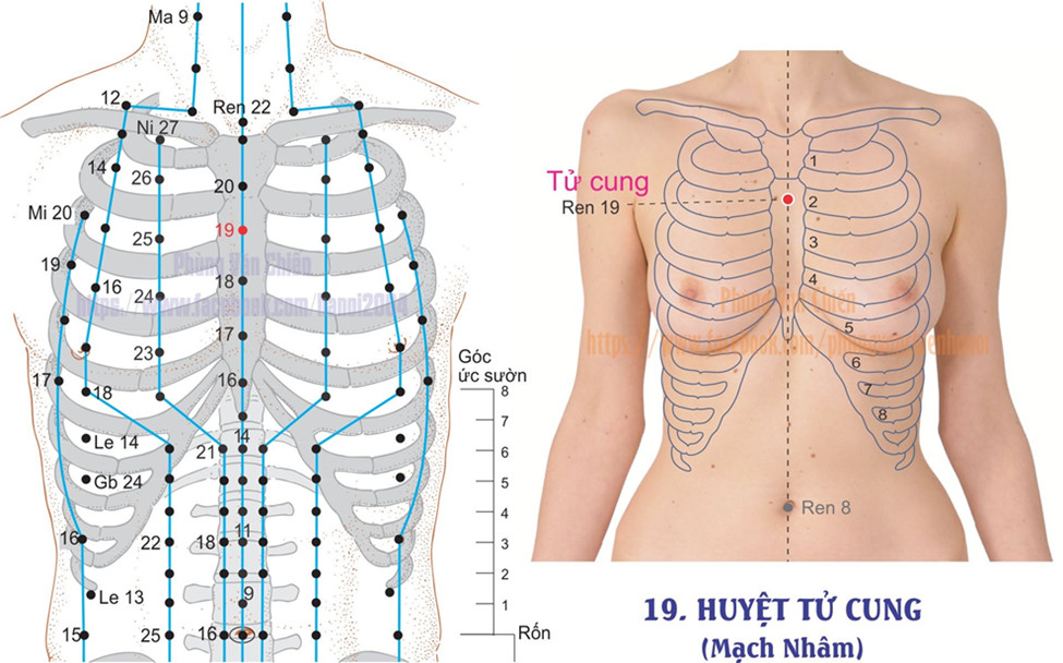 13.19. TỬ CUNG