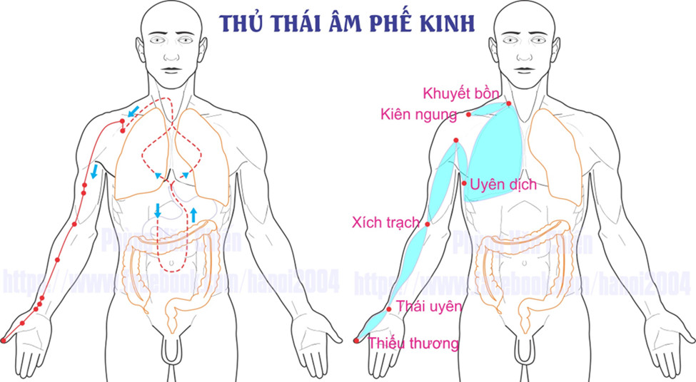 I. PHẾ KINH