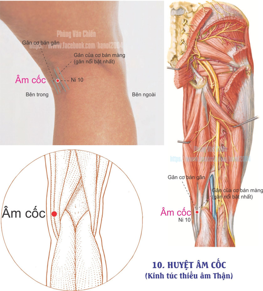 8.10. ÂM CỐC