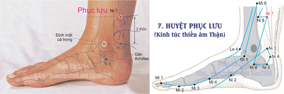 8.7. PHỤC LƯU