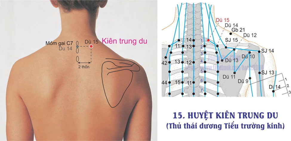 6.15. KIÊN TRUNG DU