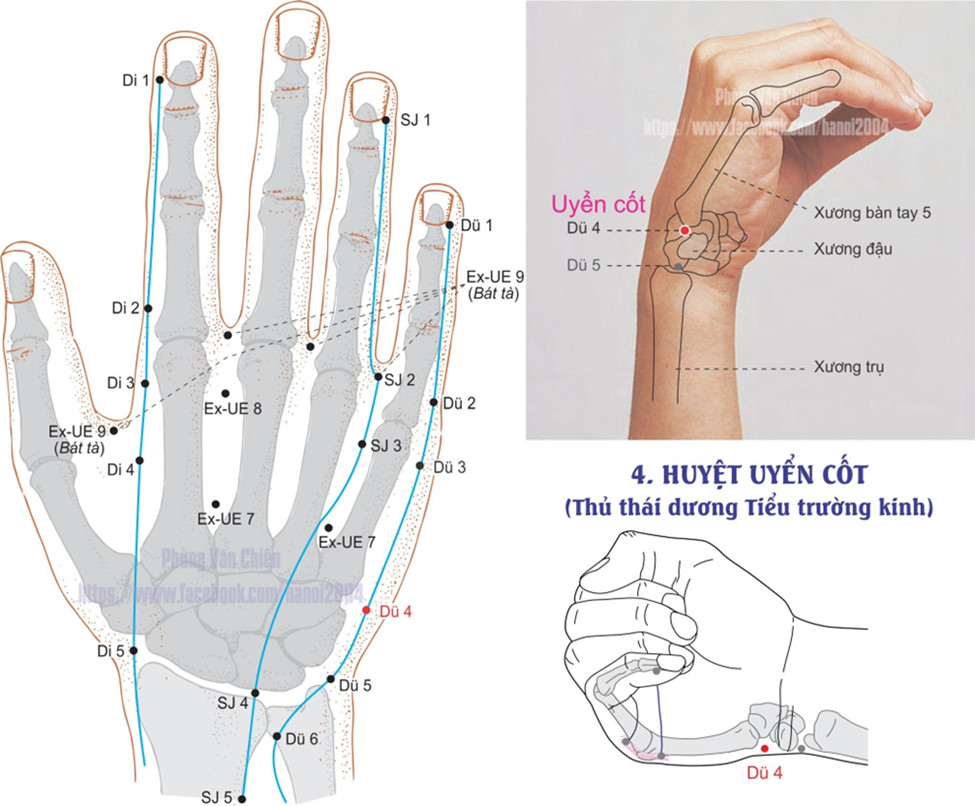 6.4. UYỂN CỐT