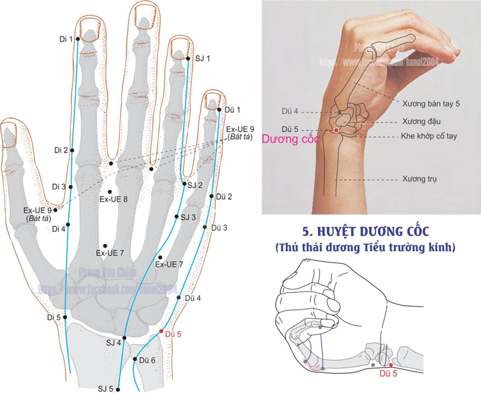 6.5. DƯƠNG CỐC