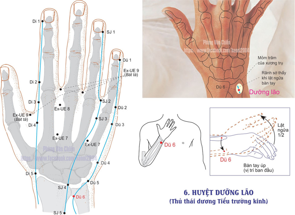 6.6. DƯỠNG LÃO