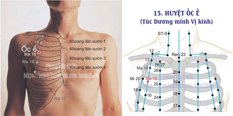 3.15. ỐC Ế