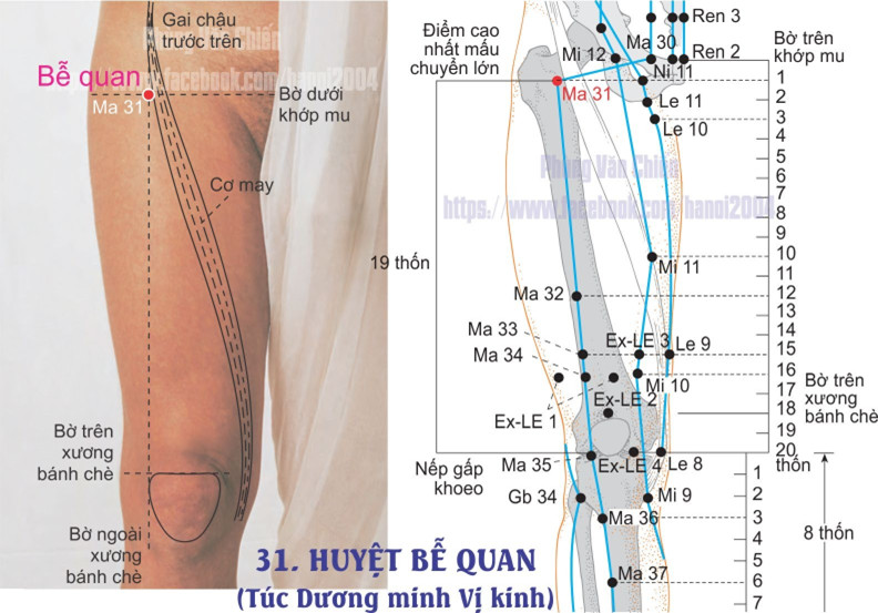 3.31. BỄ QUAN