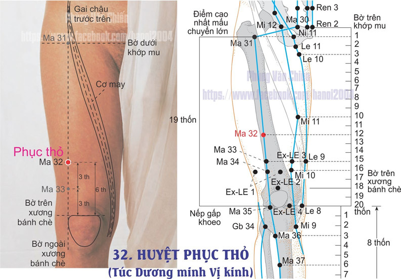 3.32. PHỤC THỎ