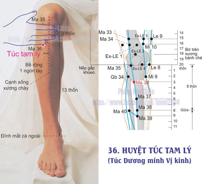 3.36. TÚC TAM LÝ