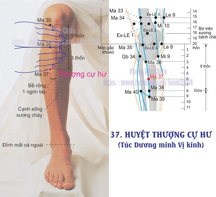 3.37. THƯỢNG CỰ HƯ