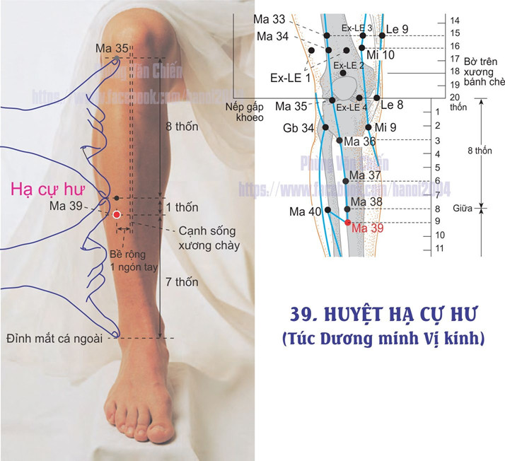 3.39. HẠ CỰ HƯ