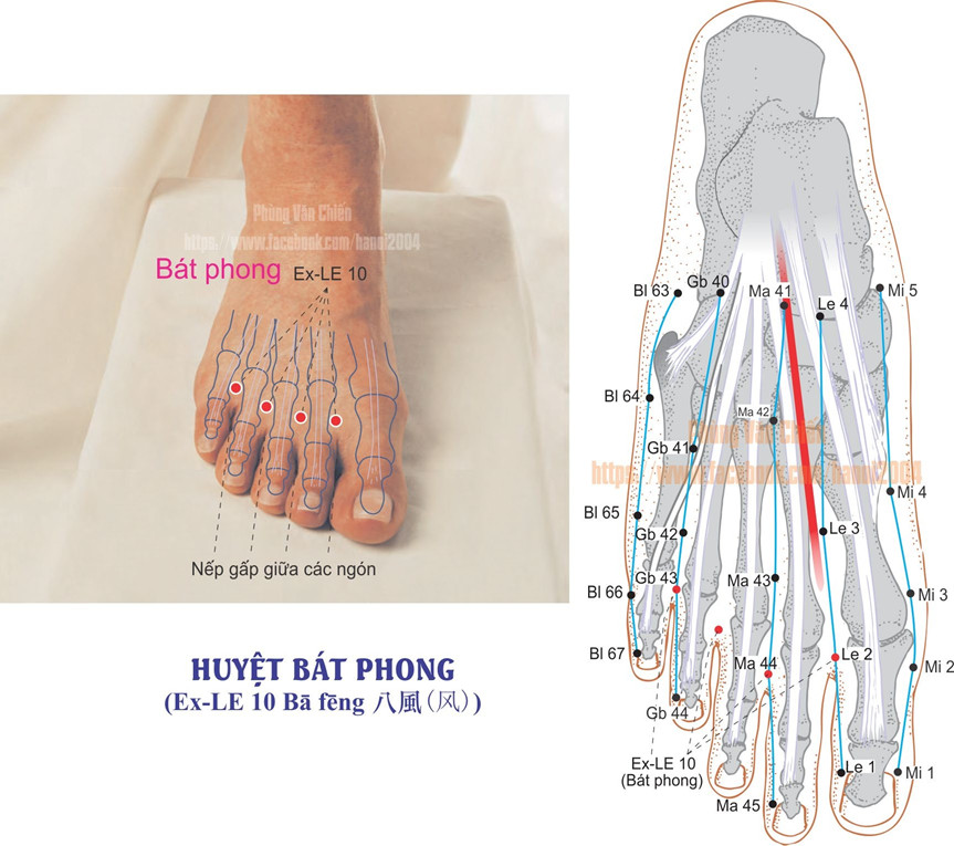 5.10. BÁT PHONG