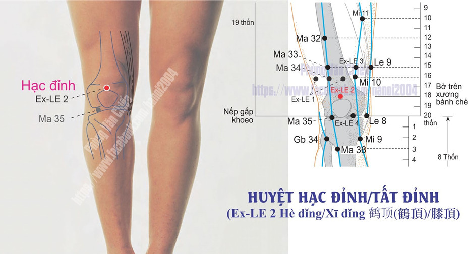 5.2. HẠC ĐỈNH