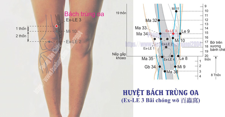 5.3. BÁCH TRÙNG OA