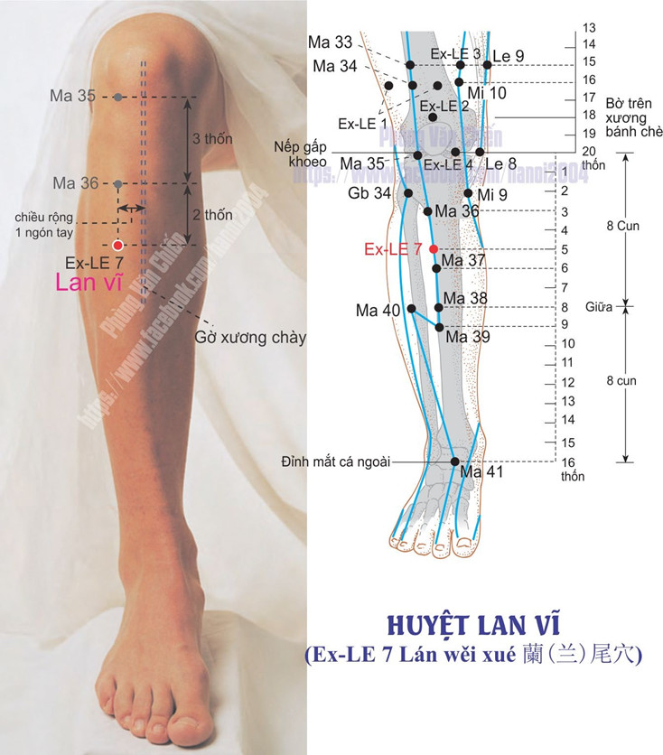 5.7. LAN VỸ