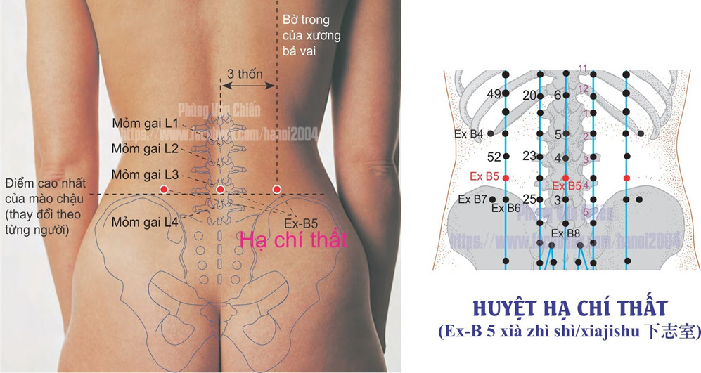 3.5. HẠ CHÍ THẤT / HẠ CỰC DU