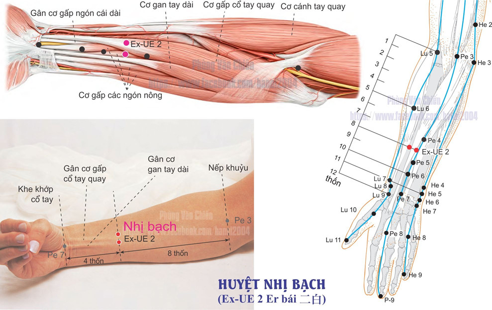 4.2. NHỊ BẠCH