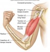 25. CƠ NHỊ ĐẦU (Biceps Brachii)