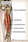 14.NHÓM CƠ SAU ĐÙI (Semimembranosus, Semitendinosu, Biceps Femoris)s,