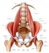 12.CƠ THẮT LƯNG CHẬU (Iliopsoas)