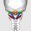 11. NHÓM CƠ DƯỚI CHẨM (Suboccipital Group)