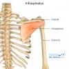 19. CƠ DƯỚI GAI (Infraspinatus)