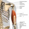 26.CƠ TAM ĐẦU (Triceps Brachii)