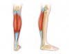 15.CƠ BỤNG CHÂN (Gastrocnemius)