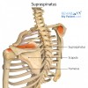 18. CƠ TRÊN GAI (Supraspinatus)