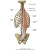 8. CƠ DỰNG SỐNG (Longissimus Thoracis, Iliocostalis, Iliocostalis Thoracis Lumborum)