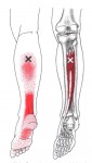 CƠ CHÀY SAU (Tibialis Posterior)