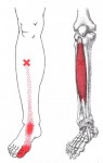 CƠ CHÀY TRƯỚC (Tibialis Anterior)