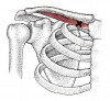 CƠ DƯỚI ĐÒN (Subclavius)