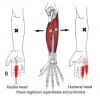 CƠ GẤP CÁC NGÓN NÔNG (Flexor Digitorum Superficialis)