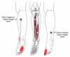 CƠ GẤP DÀI NGÓ CHÂN CÁI (Flexor Hallucis Longus)