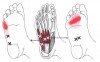 CƠ GẤP NGẮN CÁC NGÓN CHÂN (Flexor Digitorum Brevis)