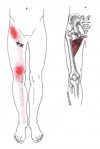 CƠ KHÉP DÀI (Adductor Longus)