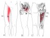 CƠ KHÉP LỚN (Adductor Magnus)