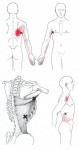 CƠ LƯNG RỘNG (Latissimus Dorsi)