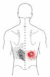 CƠ RĂNG SAU DƯỚI (Serratus Posterior Inferior)