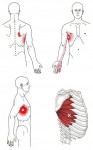 CƠ RĂNG TRƯỚC (Serratus Anterior)